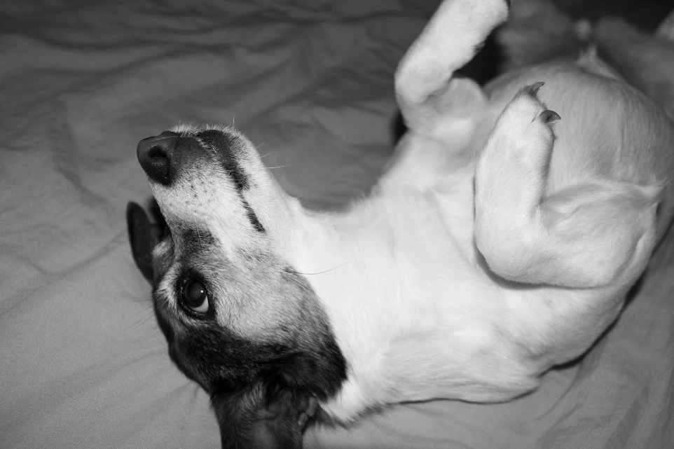 A dog lies on its back on a textured surface.